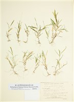 藏品(弗裡斯眼子菜)的圖片